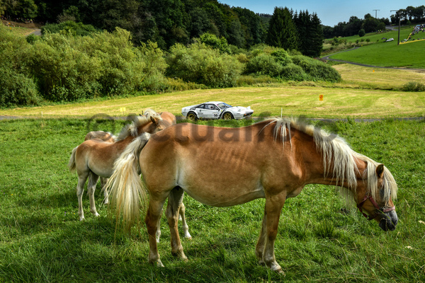 Eifel Rallye Festival 2024
Daun Germania
15 17 Agosto 2024 Eifel Rallye Festival 2024
Daun Germania
15 17 Agosto 2024