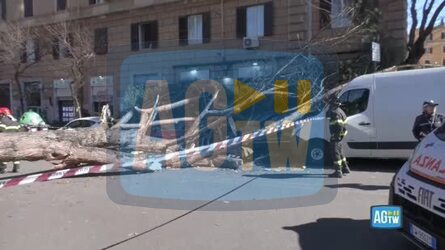 Roma due persone coinvolte dal crollo di un albero. La testimone &laquo;Una era bloccata sotto i rami&raquo;