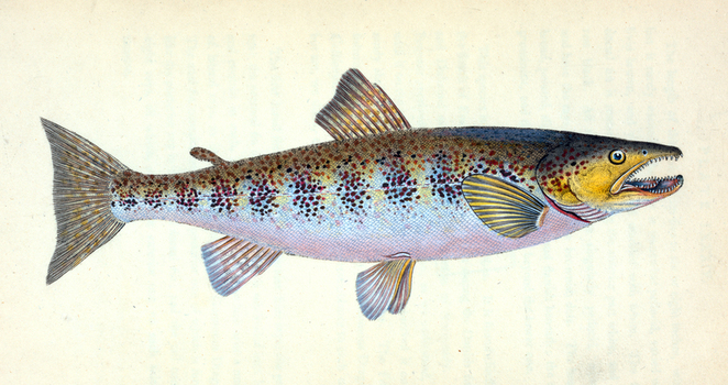 LCA F 000872