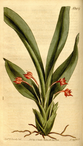 LCA F 004819