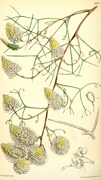 LCA F 004626