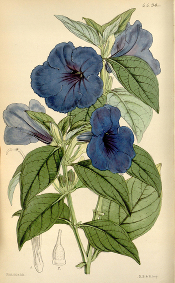 LCA F 004554