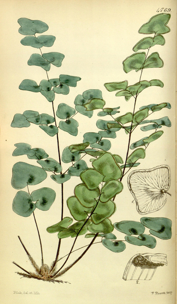 LCA F 004588