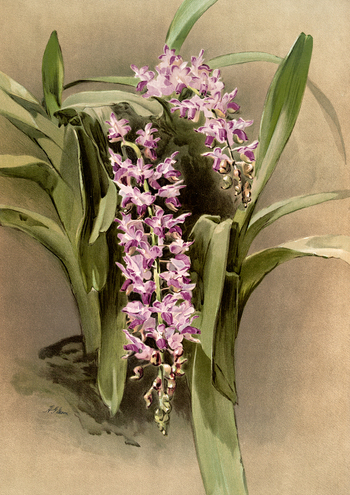 LCA F 001062