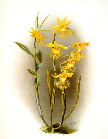 LCA F 000962