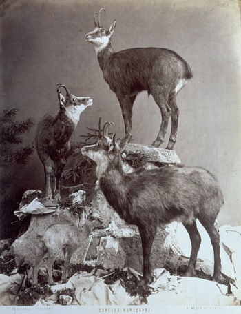 MFC A 004643 MFC A 004643