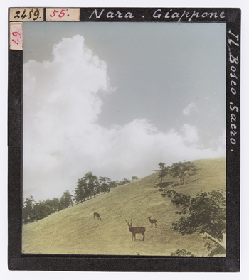 RGD S 000055 RGD S 000055