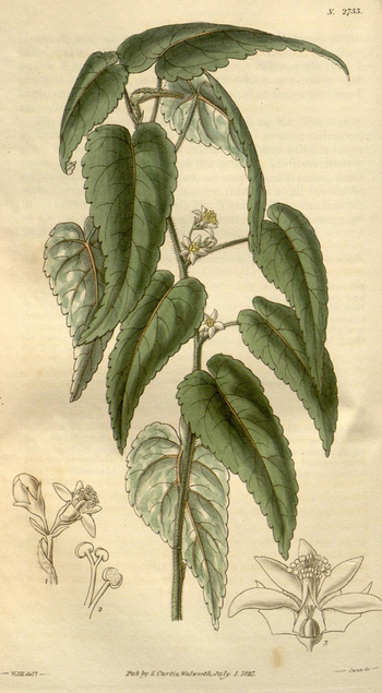 LCA F 004637