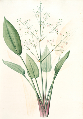 LCA F 001266