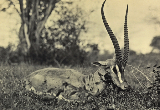 FCC A 000067 FCC A 000067