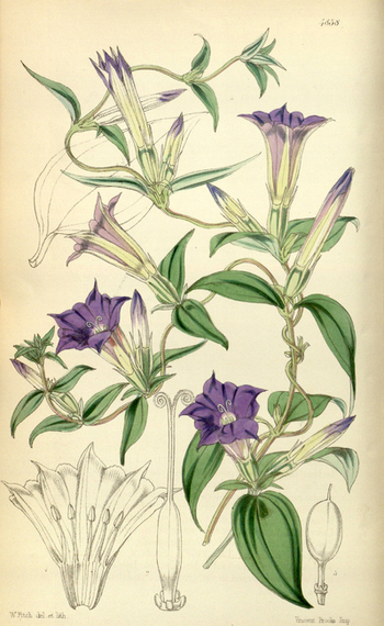 LCA F 004853