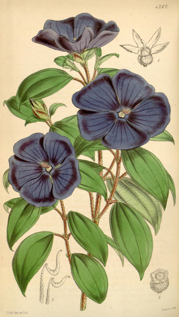 LCA F 004521