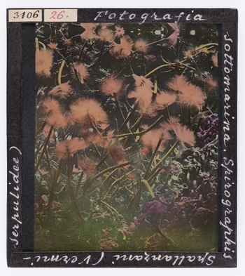 RGD S 000026 RGD S 000026