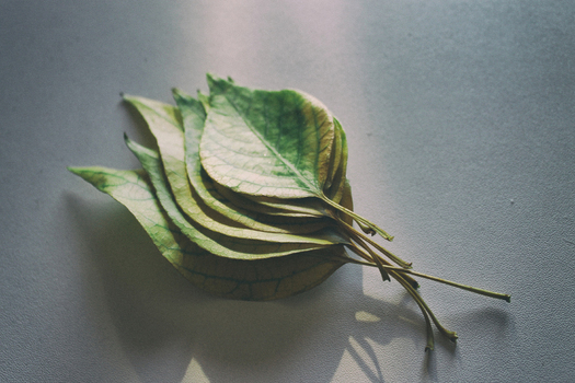 LCA F 005146