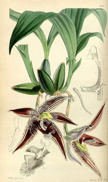 LCA F 004865