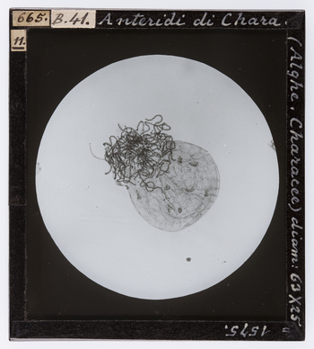 RGD S 000B41 RGD S 000B41