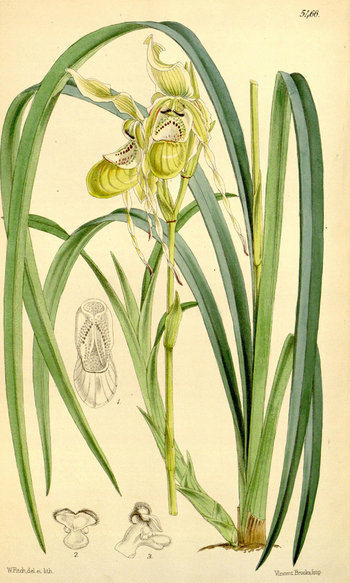 LCA F 004686