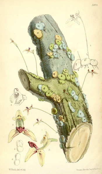 LCA F 004784
