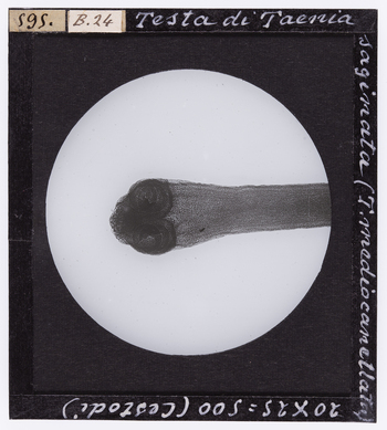 RGD S 000B24 RGD S 000B24