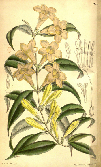 LCA F 004635