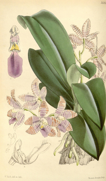 LCA F 004702