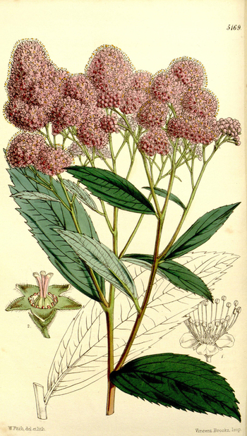 LCA F 004840