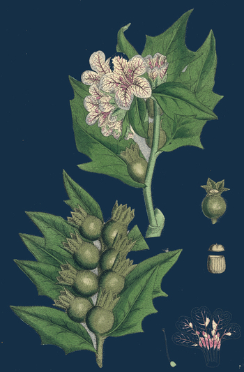 LCA F 000356