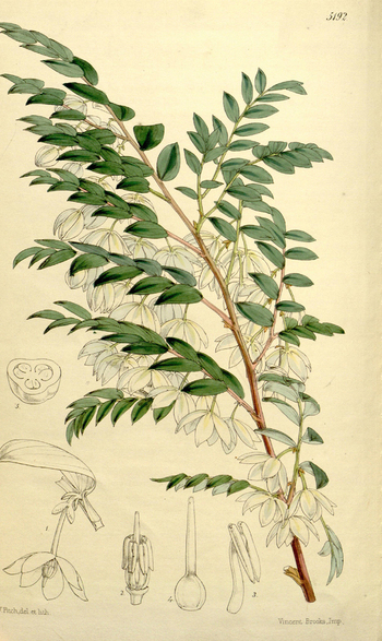 LCA F 004692