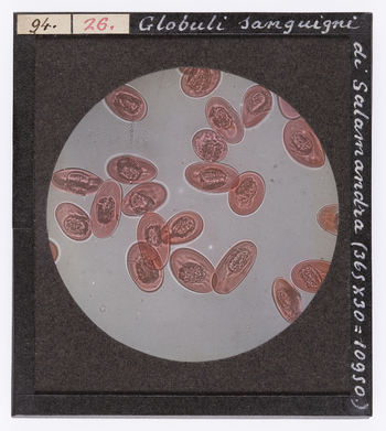 RGD S 000026 RGD S 000026