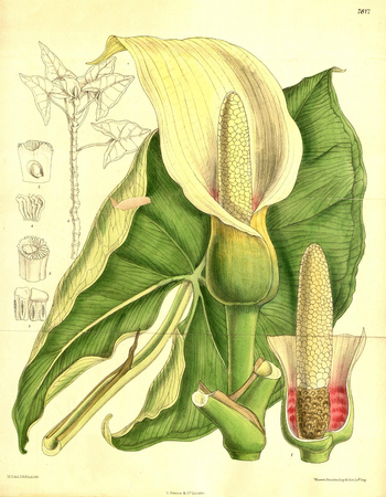 LCA F 004563