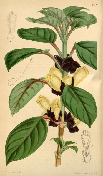 LCA F 004873