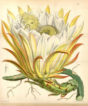 LCA F 004604