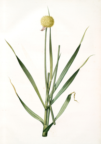 LCA F 001358
