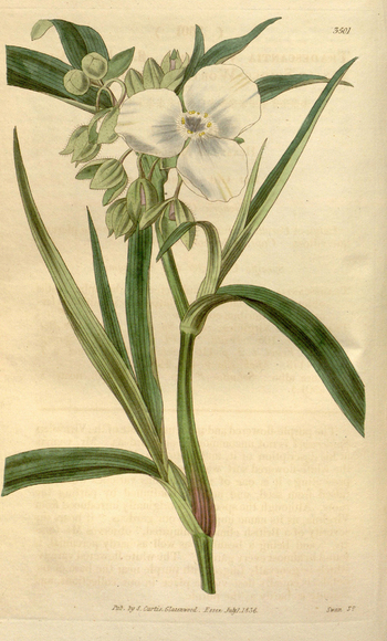 LCA F 004650