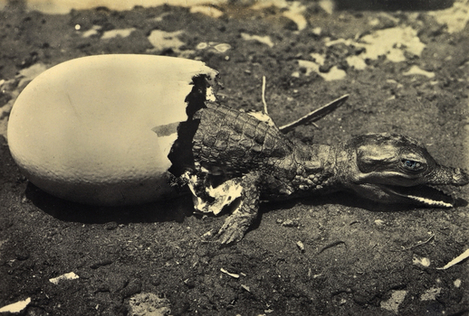 FCC A 000067 FCC A 000067