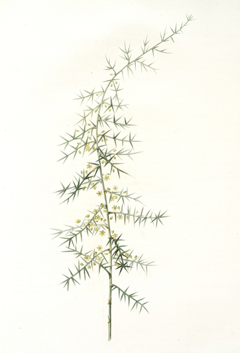 LCA F 001254