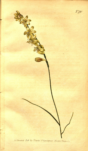 LCA F 004746