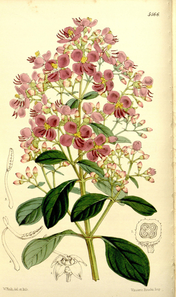 LCA F 004847