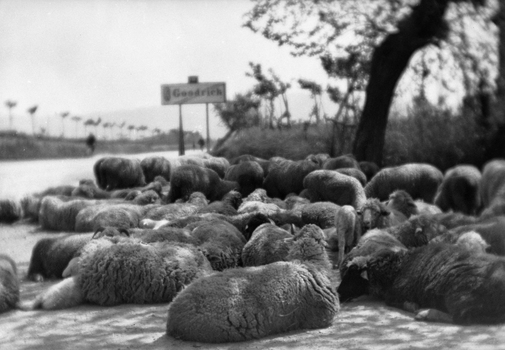 BVA S 000353 BVA S 000353