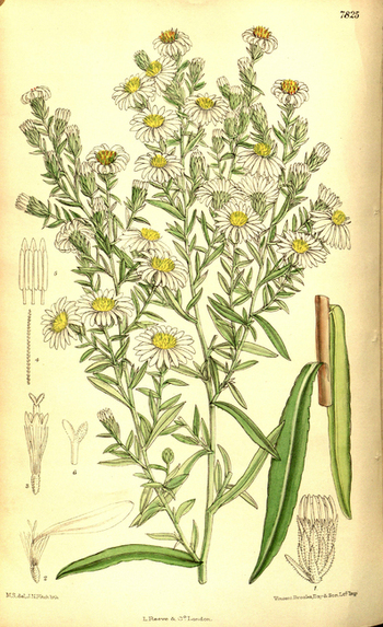 LCA F 004835