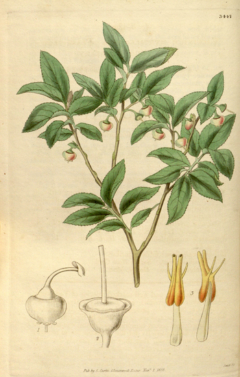 LCA F 004537
