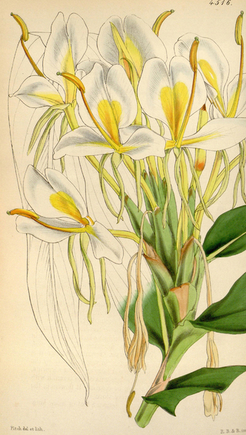 LCA F 004748