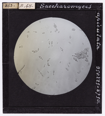 RGD S 000B48 RGD S 000B48