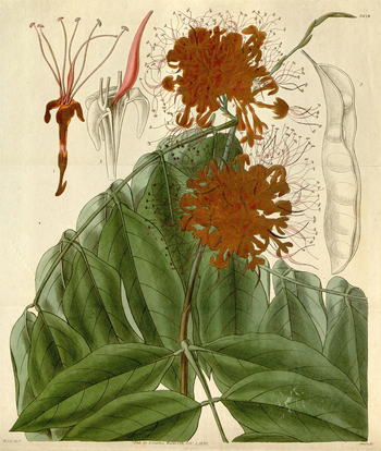 LCA F 004616