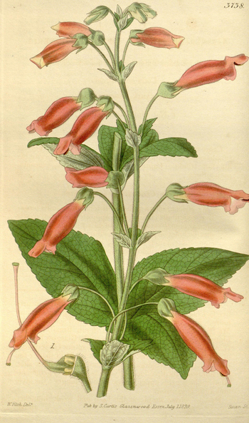 LCA F 004766