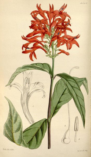 LCA F 004590