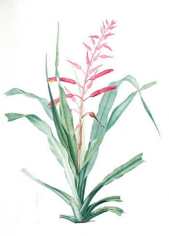 LCA F 001411