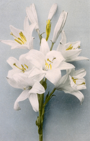 AVQ A 000948