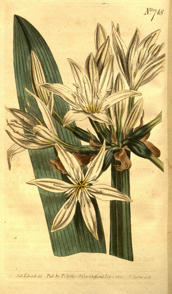 LCA F 004796