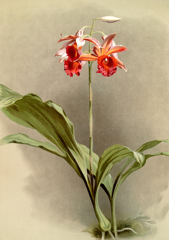 LCA F 001131